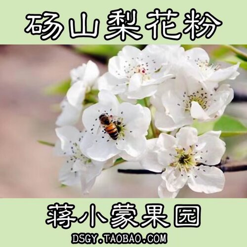 蒋小蒙果园梨树花粉人工授粉