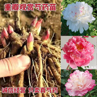 菏泽正宗千层重瓣芍药花苗观赏大花盆栽地栽带花芽带根发货不怕冻