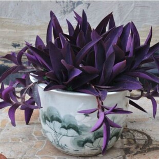 紫罗兰花卉盆栽紫露草紫竹梅盆栽紫色吊兰紫叶吊竹V梅盆栽室内花