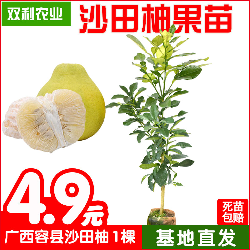 三红柚子苗价格 三红柚子苗图片 星期三