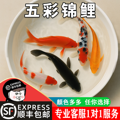 凶猛小鱼活观赏鱼生命力强的冷水鱼锦鲤鱼活鱼纯种鱼大型红白冷水