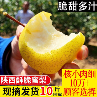 陕西乾县酥梨贡梨脆甜梨子当季新鲜蜜梨10斤水果整箱雪梨包邮5斤