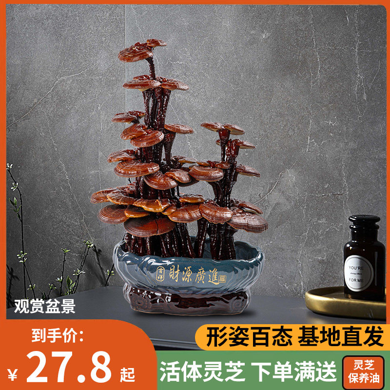 活体真灵芝盆栽摆件大植物室内旺宅绿植灵芝花卉客厅灵芝观赏盆景