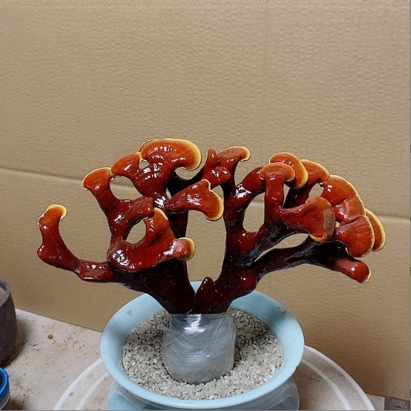 灵芝盆栽赤灵芝趣味观叶珊瑚净化空气防辐射多肉植物不怕热图片