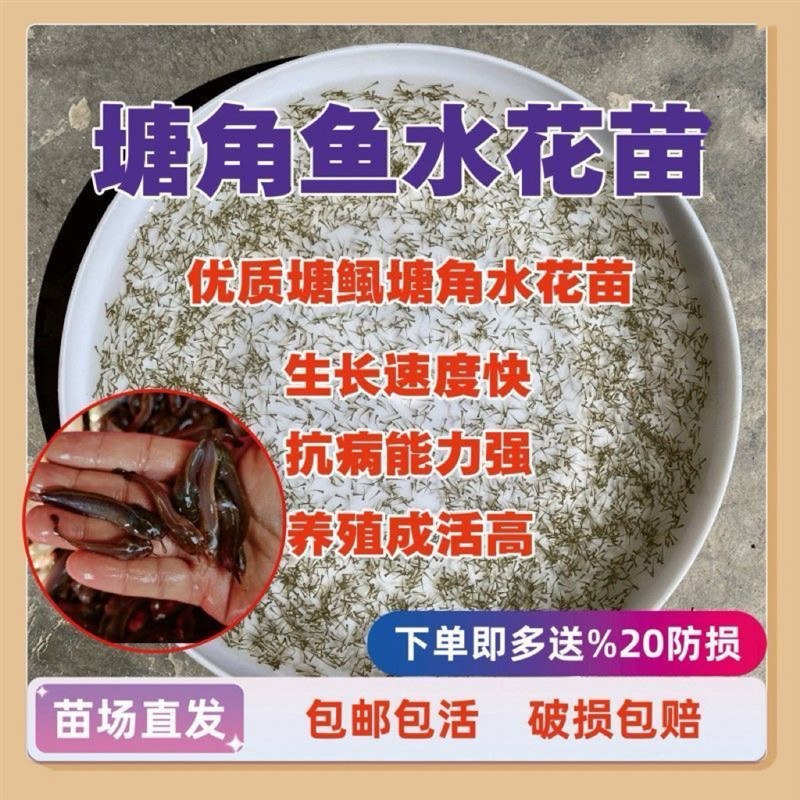 塘鲺水花苗 本地塘角鱼水花 三黄塘角鱼 胡子鲶苗 埃及塘鲺水花苗