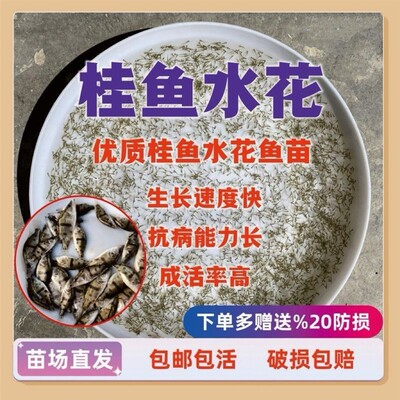 斑鳜水花鱼苗水花桂花鱼苗桂鱼苗翘嘴鱼苗鳜圆桶鳜鱼淡水鱼