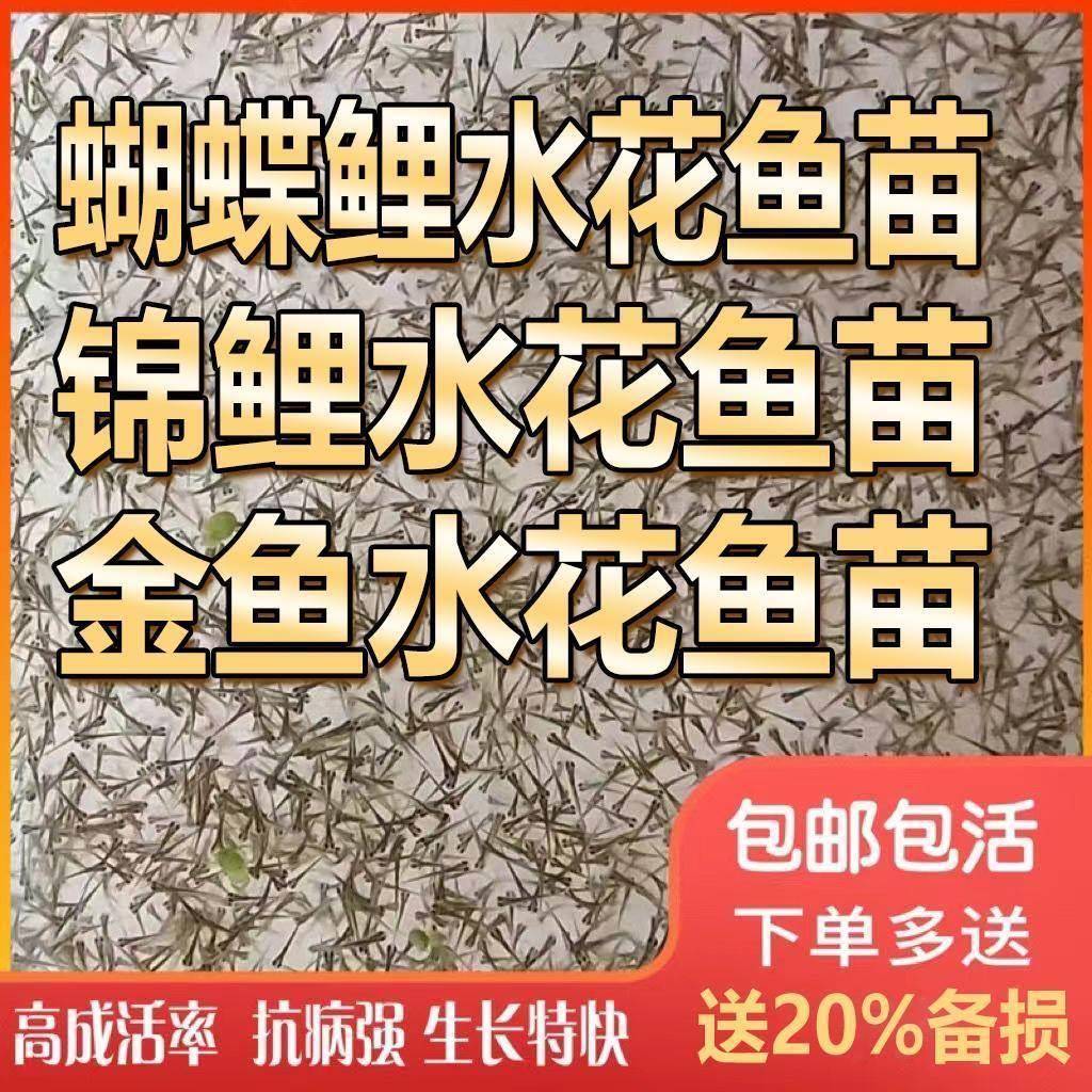 兰寿金鱼锦鲤水花鱼苗潘氏奶牛包金精品红白蝴蝶鲤百褶泰狮苗大正