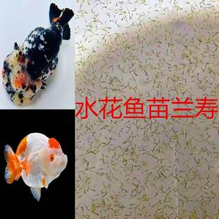 兰寿水花金鱼鱼苗潘氏小尾幼鱼观赏鱼淡水小鱼观赏鱼2024新品特惠