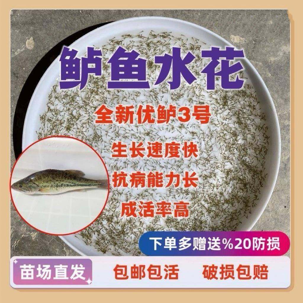 加州鲈水花鱼苗 大口黑鲈路苗 优鲈养殖 鲈鱼苗加州鲈 耐寒 易活