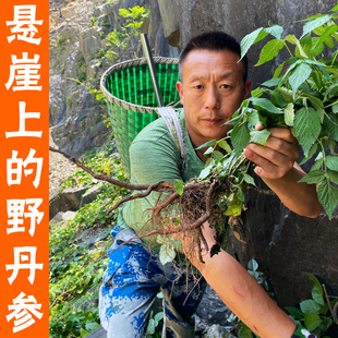 野生紫丹参中药材正品500g 无硫特级紫丹参粉 丹参片泡茶泡水喝