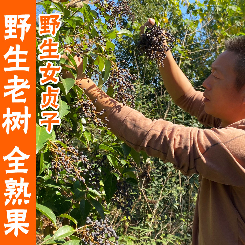 野生女贞子中药材正品500g女贞子茶粉新鲜干货女真子泡水泡酒药材