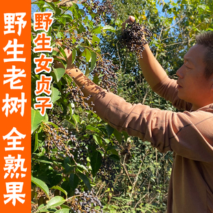 野生女贞子中药材正品500g女贞子茶粉新鲜干货女真子泡水泡酒药材