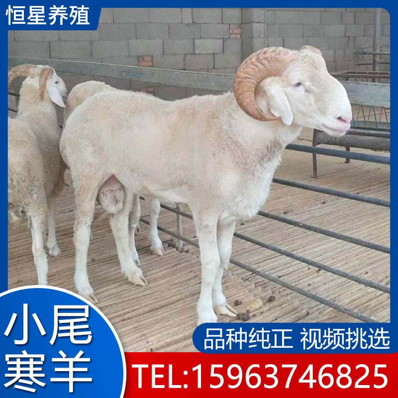小尾寒羊纯种小尾寒羊活羊小尾寒羊种公羊小尾寒羊羊羔怀孕杜泊羊