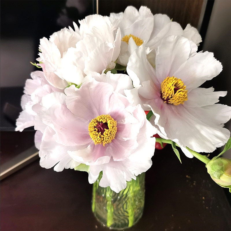 四川油画牡丹重瓣观赏芍药鲜切花家庭插花母亲节花店混搭婚礼花束