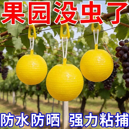 粘虫球丝瓜果实蝇贴诱蝇球针蜂马蜂色引诱剂果蝇诱捕器双面黄板纸