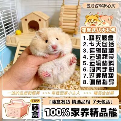 【藤盒发货】家养仓鼠宠物金丝熊活体布丁银狐奶茶公婆长毛熊一对
