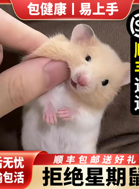 【顺丰包邮】家养仓鼠宠物金丝熊活体布丁银狐奶茶公婆长毛熊一对