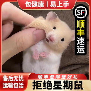 【顺丰包邮】家养仓鼠宠物金丝熊活体布丁银狐奶茶公婆长毛熊一对