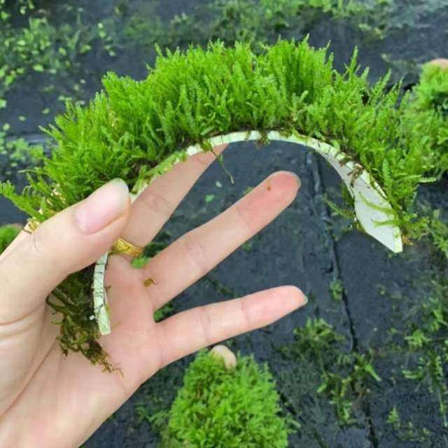 懒人躲避造景大植物鱼缸莫斯三角水草鱼虾穿梭增氧草缸拱桥屋阴性,宠物/宠物食品及用品,水草,淘宝优惠券,粉丝福利购,淘宝优惠卷