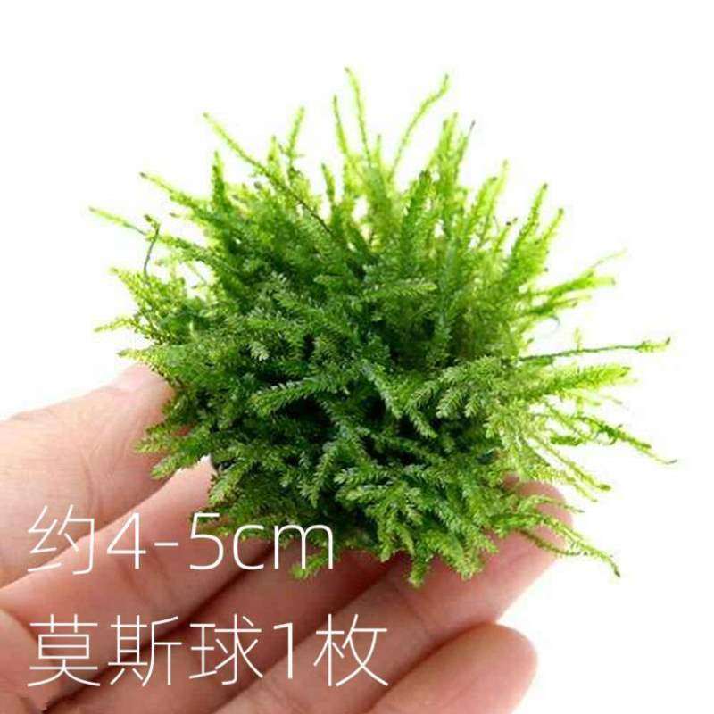 缸虾水草鱼缸水草手工搭配水球莫斯沉造景,宠物/宠物食品及用品,水草,淘宝优惠券,粉丝福利购,淘宝优惠卷