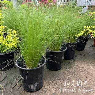 狼尾草地被花镜狼尾草狼尾草草小兔子多年生火焰紫叶观赏毛冠草