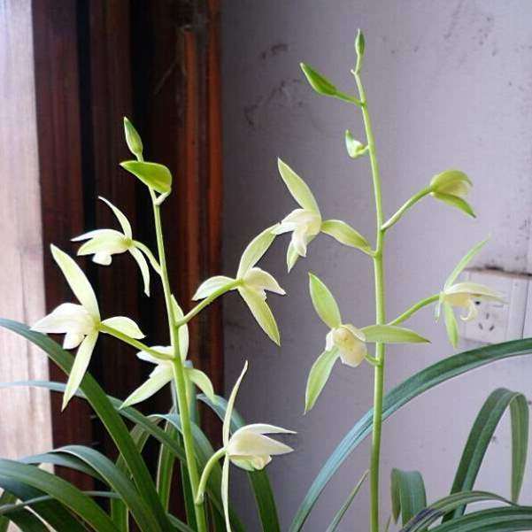 带桃腮绿植贡品银边兰花阳台大贡正宗香宋代四季花苞兰带苗建兰,鲜花速递/花卉仿真/绿植园艺,国兰/杂交兰/洋兰类,淘宝优惠券,粉丝福利购,淘宝优惠卷