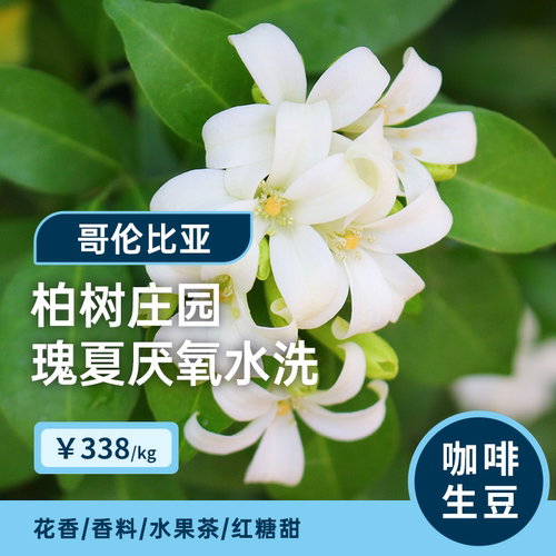 【25-26产季】柏树庄园·瑰夏厌氧水洗 印格哥伦慧兰咖啡生豆1KG