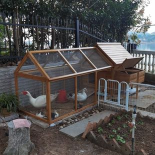 加高拼接鸽子笼 大号家用鸡笼鸡舍鸡窝兔笼幼儿园宠物笼鸡鸭笼新款
