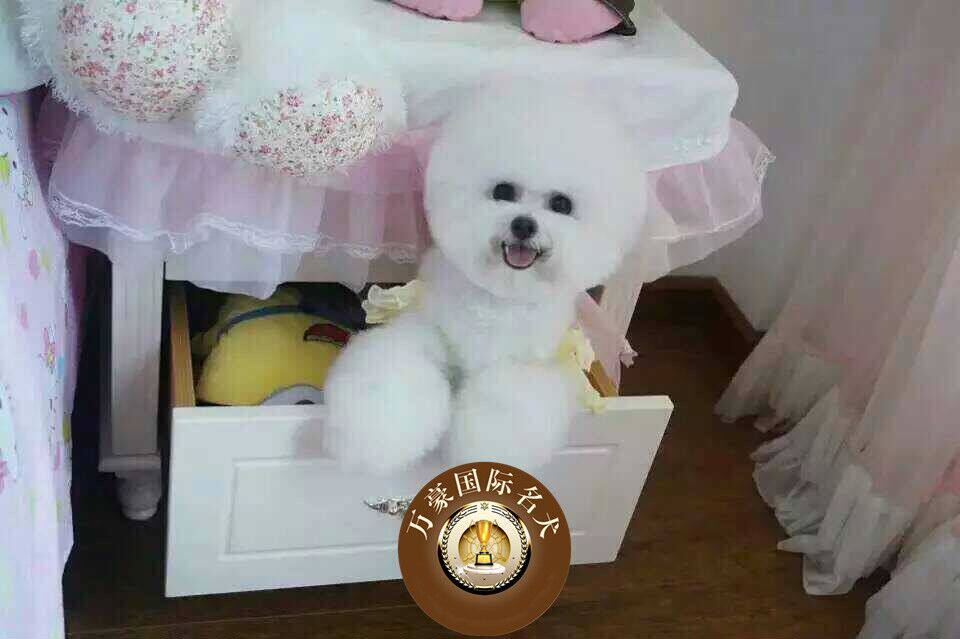 北京犬舍出售赛级血统比熊幼犬纯种品质 茶杯白色宠物狗 外地包邮