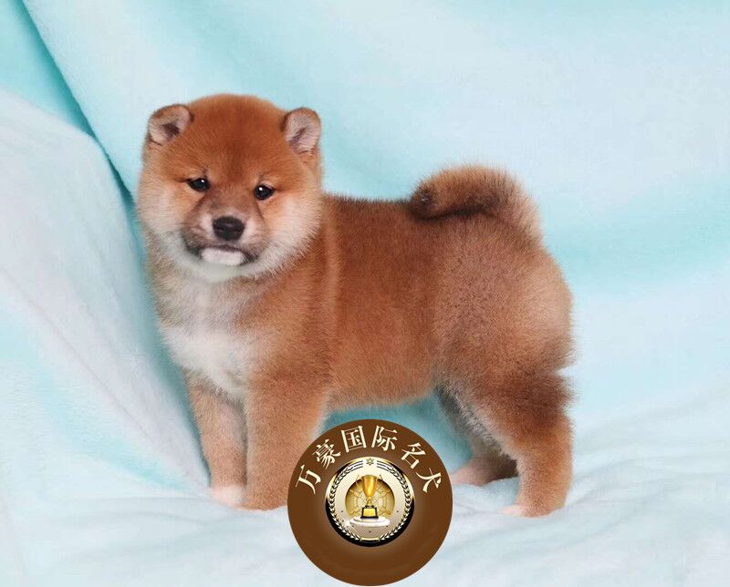 赛级血统日系柴犬幼犬 出售 赤色日本柴犬幼犬宠物狗狗 保证健康