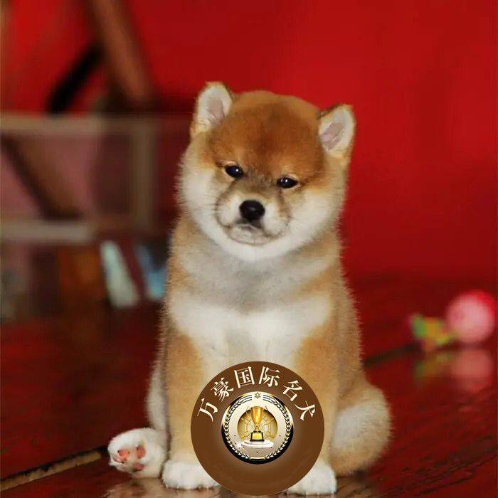 赛级血统日系柴犬幼犬 出售 赤色日本柴犬幼犬宠物狗狗 保证健康