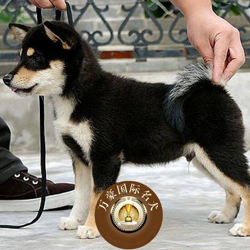 北京犬舍出售纯种日本系黑赤色小柴幼犬 活体宠物狗 外地空运