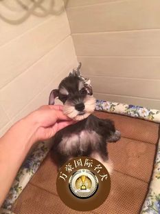 北京犬舍出售纯种雪纳瑞幼犬黑银椒盐色赛级宠物狗活体 外地空运