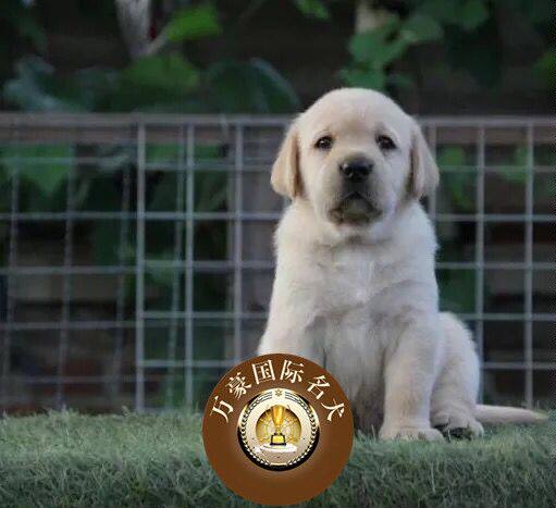 出售纯种赛级血统拉布拉多犬幼犬神犬小七奶白色黑色导盲犬寻回犬