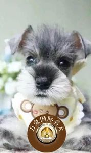 出售纯种雪纳瑞幼犬 迷你标准小体雪纳瑞 活体宠物狗黑银椒盐色