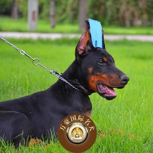 北京犬舍出售纯种德系杜宾幼犬 赛级铁包金宠物狗活体 可空运