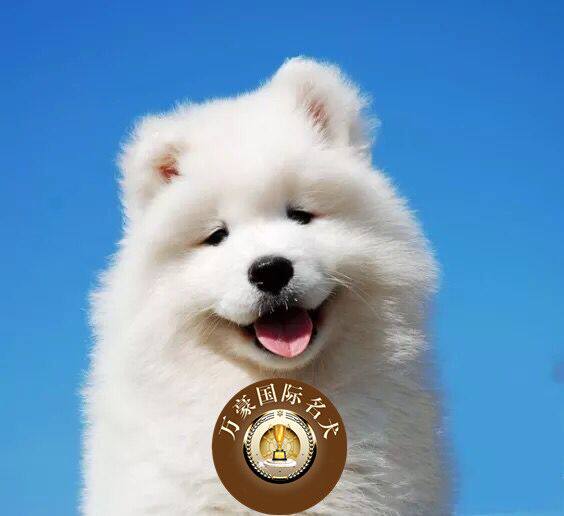 北京正规狗场出售纯种萨摩耶幼犬 宠物狗活体 北京及周边可送货