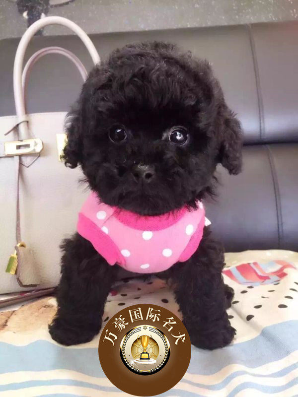 韩版茶杯小体泰迪 香槟色泰迪狗狗出售 黑色泰迪犬 外地可空运