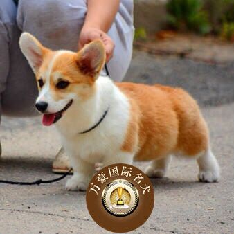 北京正规犬舍出售纯种黄白威尔士柯基幼犬 宠物狗活体 外地可空运