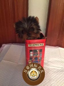 出售纯种约克夏幼犬赛级血统梗金头银背茶杯狗 可上门挑选 空运