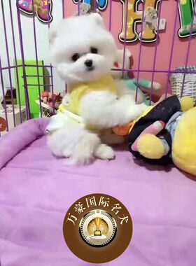 北京狗场出售茶杯球体博美幼犬奶油白色茶杯宠物狗活体 外地包运