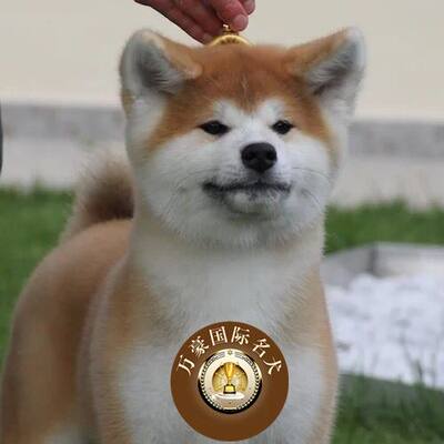纯种日本秋田犬秋田幼犬出售签购犬协议品质保障可送上门挑选 北京万豪名犬中心 淘优券