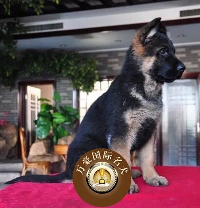 北京出售纯种德国活体幼犬