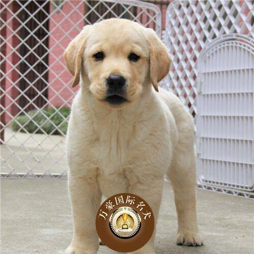 Sell Thoroughbred Race Class Lineage Labrador Puppies Seven small dogs God Milk white black Guide dogs Retrieverin the Pet/Pet food and supplies , Dogs  category - from Buy2taobao.com to provide professional Taobao agent buy service