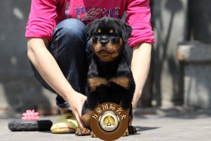 北京出售纯种罗威纳活体幼犬图片