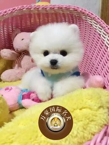 北京狗场出售纯种球体博美幼犬 茶杯俊介杰宠物狗活体 北京可送货