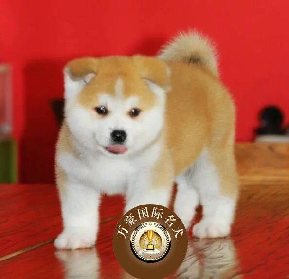 北京犬舍出售赛级血统纯种日本系秋田幼犬宠物狗活体外地空运