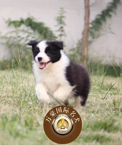 北京出售纯种活体幼犬