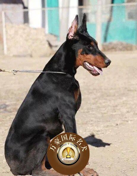 北京正规犬舍出售纯种德系杜宾幼犬 赛级宠物狗活体 外地可空运