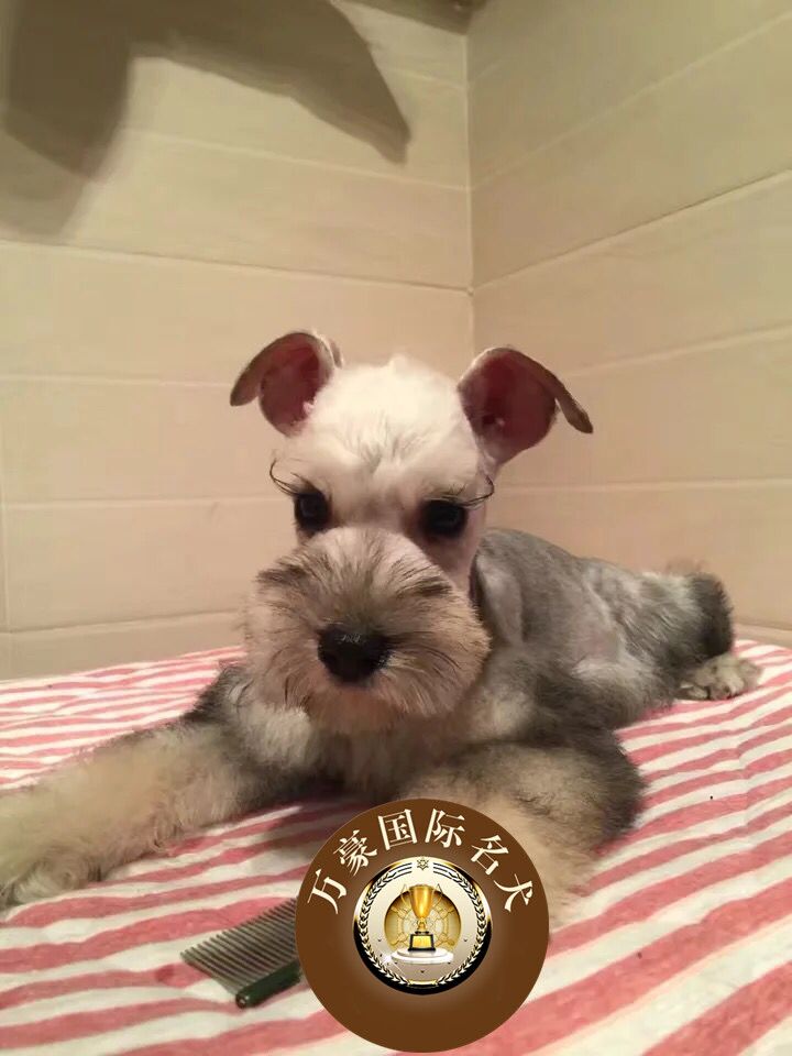 北京犬舍出售纯种雪纳瑞幼犬黑银椒盐色赛级宠物狗活体 外地空运